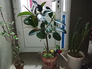 dibçək: Otaq bitkiləri paketi - Rezin ağacı (Ficus elastica) – parlaq, qalın — 1