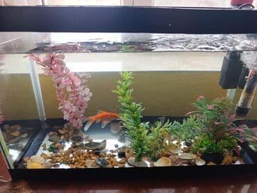 akvarium filterleri: Təcili satılır köclə — 12