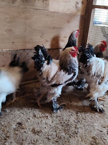 erkey quzular: Məhsul: Brahma cins xoruzlar. Təsvir: - İri gövdəli, sıx lələklənmiş — 4