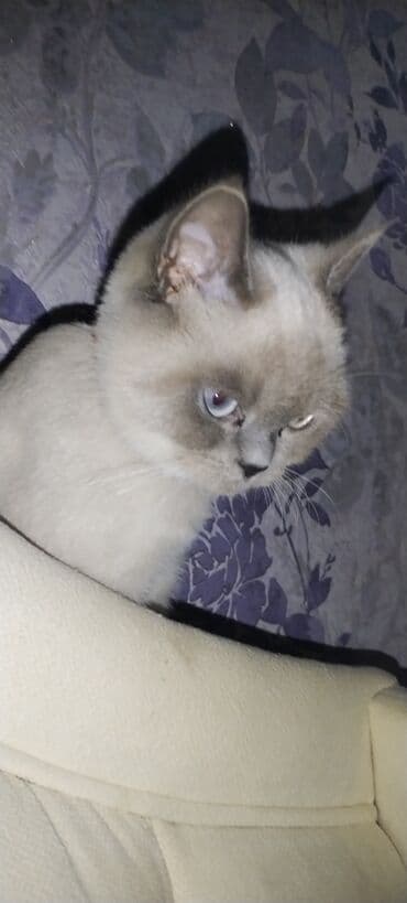 pişik adı: Britan — 2