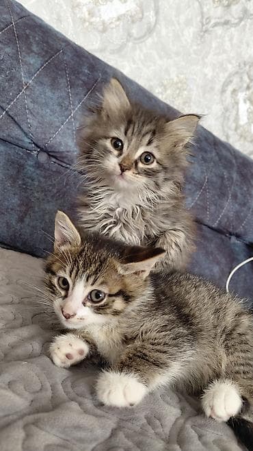 pişik itib: Yaxşı əllərə — 2