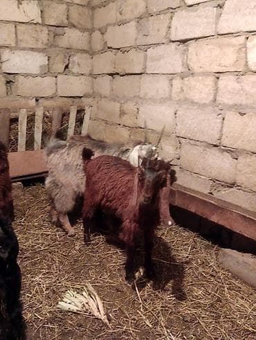halep kecisi satilir: Təmiz qan hələb cinsidi 3 disi iki erkey heyvanlar kom satilir tək tək — 6