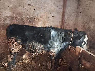 erkey danalar: Qeseng erkek dana super aktiv danadır simental sahron qarısığı — 5