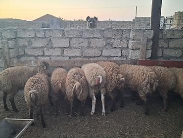 qoyun: - Cins: yerli quyruqlu (yağlı quyruq) - Tip: ana qoyunlar da var — 7