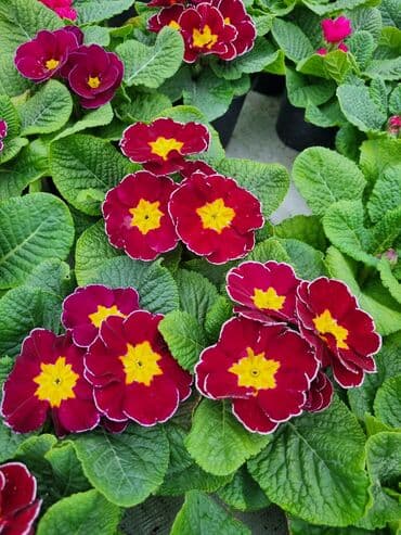 qızıl gül buketi: Gullerin satişi — 9