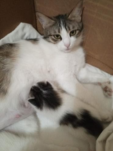 fars pişiyi: Tabbi, Yaxşı əllərə — 5