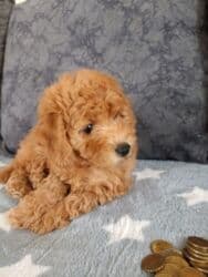 той пудель цена: Пудель, 2 месяца, Самка, С родословной, Самовывоз — 3