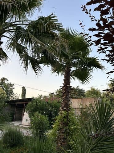 pec satilir: İki ədəd palma ağacı satılır. Gövdələri möhkəm və budaqları sıxdır — 5