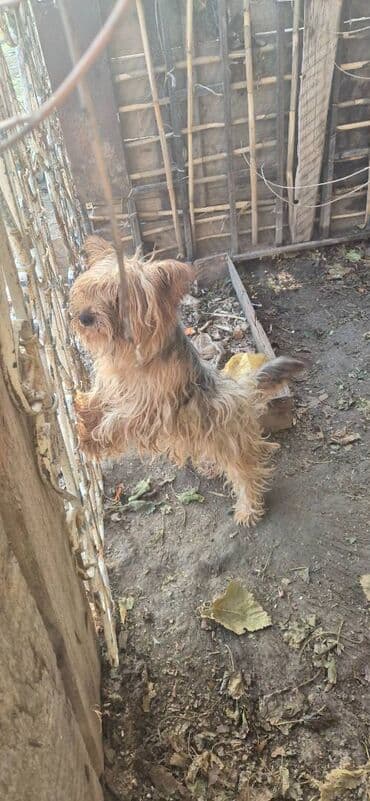 itlerin satisi ucuz: Yorkşir teryer, Erkek — 3