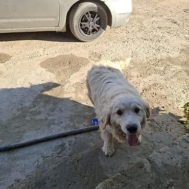 Retriever, 1 il, Erkek, Peyvəndli — 4