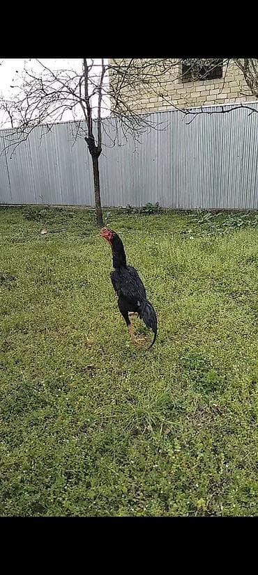 пудель карликовый цена: Qara rəngli uzunboy döyüş tipli cücələr (tək xoruz) – yerli seleksiya — 3