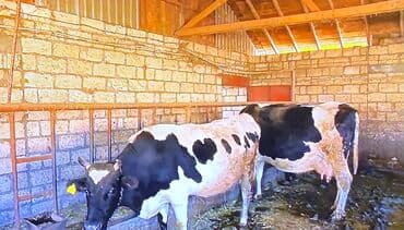 xacmaz rayonu: 12 sot, Kənd təsərrüfatı, Kupça (Çıxarış) — 18