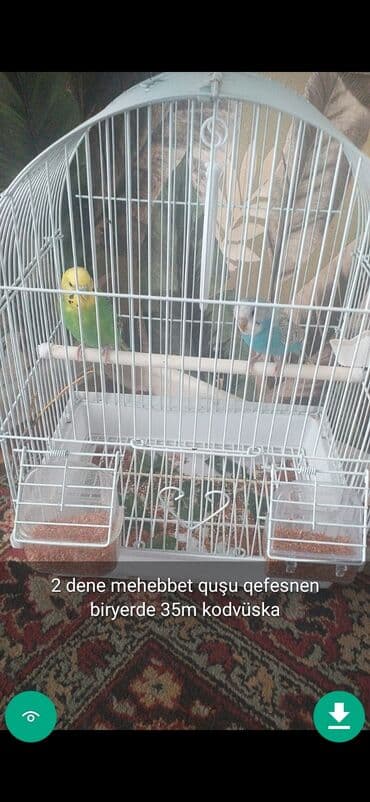 клетка для попугая купить: QUŞLAR disi erkek Şekillerde qiymətlər məlumatlar qeyd olunub unvan — 3