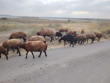 simental inekler azerbaycanda: Qala cinsi qoyunlar razılaşma yolu ilə — 3