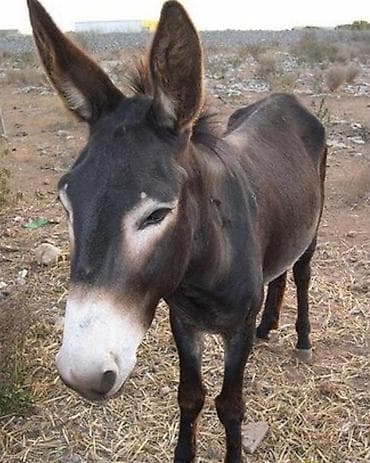 Miniatür eşşək – sahə və ailə təsərrüfatları üçün ideal - Cins