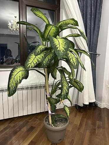 plastik pancara: Dieffenbaxiya (Dieffenbachia) – iri yarpaqlı, dekorativ ev bitkisi — 3