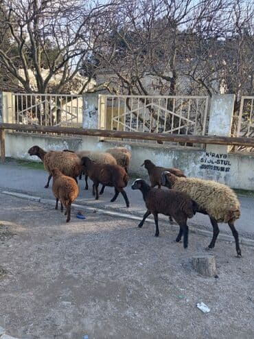 Аквариумы: Qoyun sürüsü – yerli ətlik/yunlu istiqamət - Şəkillərdə müxtəlif — 9