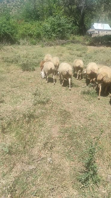 bal şəkli: Təcili satılır! 27baş qoyun satılır: -6 baş quzu - 27baş ana qoyun — 2