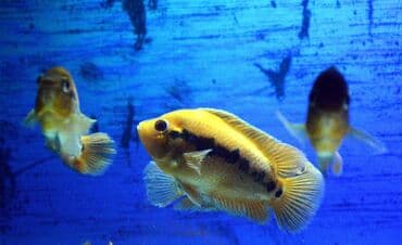 продажа аквариумных рыбок: Цихлид — 10