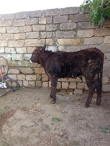 ətlik i̇neyler: İki baş dana satılır. - Növ: yerli ətlik-südlük tipli danalar - — 3