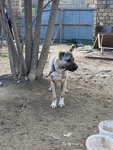 Kanqal, Erkek, Peyvəndli