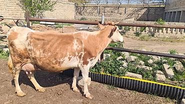 inək sortları: Diqqetle oxu. 5ci qarini dogub 1aydi balasin vermirem yani balasiz — 6