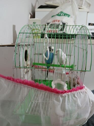 Tutuquwular hovsandadi . qefes qariwiq satilir