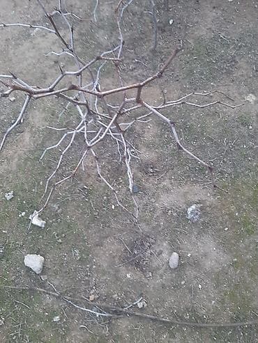 yeddi gozel gulu: Salam.Yerli innab ağacları.Ünvan Bilgəh.Qiyməti 5-10 azn.Öz bağımdan — 3