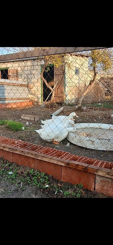 lal ordek: Aylesbury Ordeklerinin Cucesi Ve Yumurtasi Satilir Mayali 1 eded — 2