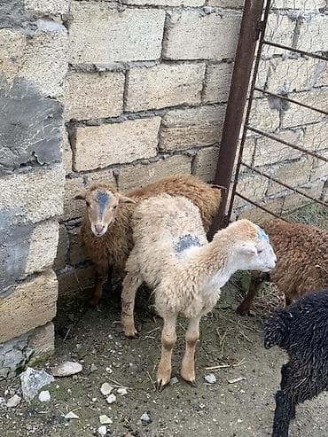 diri quzu satisi: Quzu və cavan qoyunlar satılır - Cins: yerli ətlik-yunlu tip (qarışıq — 2