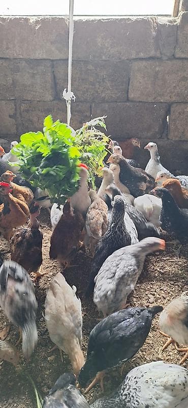 Toyuq cücələri, Damazlıq, Pulsuz çatdırılma, Ödənişli çatdırılma