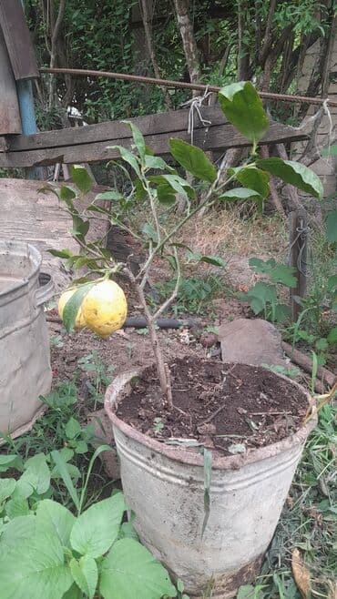 pip ağacı: 8 azn Limon Əla sort — 2