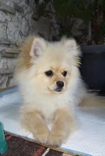 heyvan sekilleri: Şpitz, 6 ay, Erkek, Peyvəndli — 1