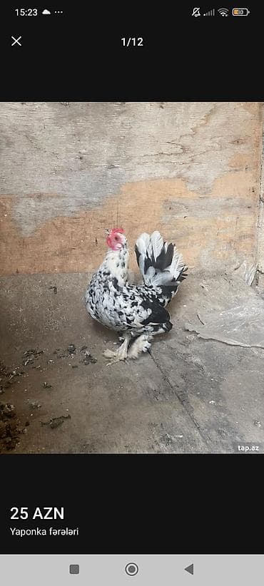 K/t heyvanları və malları: Toyuq, Damazlıq — 1