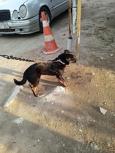 it qiz: Zıvanok erkek heyet iti — 4