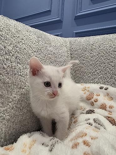 siyamski pişik: Yaxşı əllərə — 2