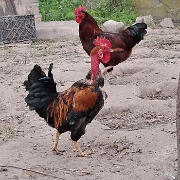 (boğaz və boyun hissəsi tüksüz). xoruz satlir aktiv saglam xoruzdu 1
