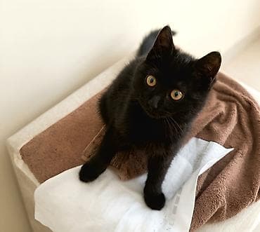 pitbul dişi: Dişi, Yaxşı əllərə — 1