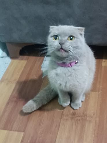 pisik almaq: Şotland yastı qulaq, Dişi, Yaxşı əllərə, Ünvandan götürmə — 4