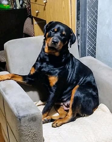 rottweiler balasi: Rotveyler, 4 il, Dişi, Peyvəndli — 1