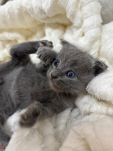 Boz rəngli balaca pişik balası - Cins: boz xəzli, qısa tüklü pişik