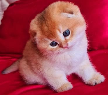 Şotland yastı qulaq — 9