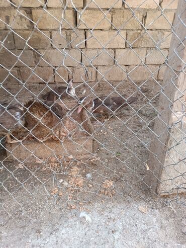 тап аз птицы: Muscovy ördəkləri (hind ördəyi) – qrup şəklində - Cins: Muscovy (hind — 3