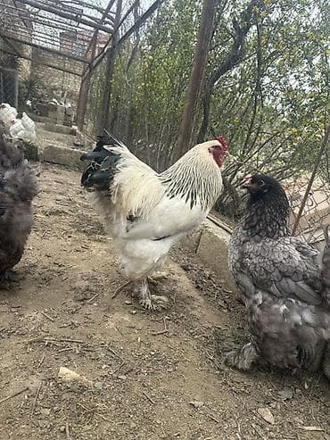 брама лаванда: Brahma cinsi xoruz - Cins: Brahma (iri bədən quruluşlu, tüklü ayaqlı) — 3