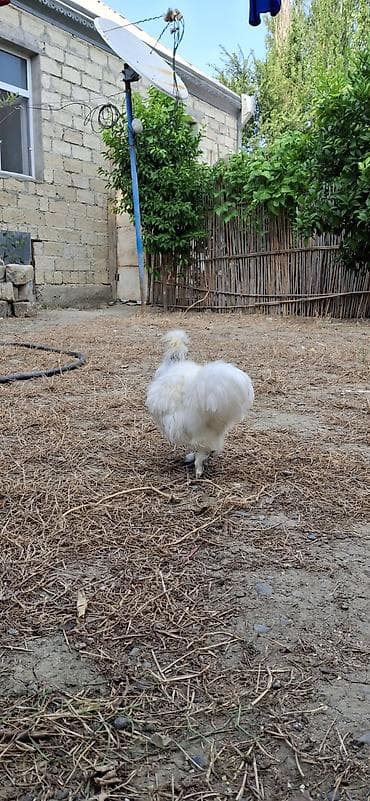 cucə və xoruz: PonPon xoruzu.barter var PonPon fərəylə — 2