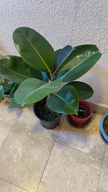 Fikus elastika (rezin ağacı) – dekorativ ev bitkisi - Növ: Ficus