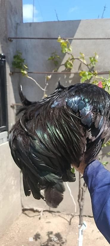 lələk: Məhsul: Safqan qara rəngli döyüşkən xoruzlar və yumurta istiqamətli — 2