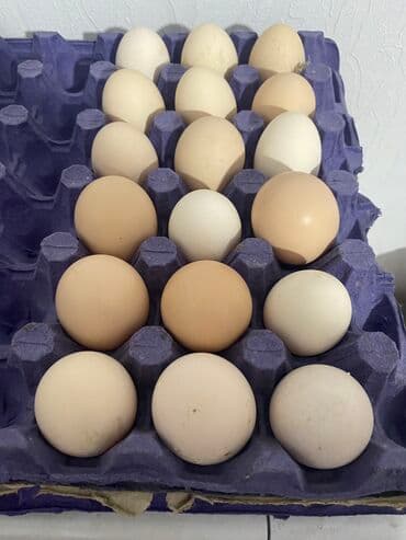 Xarkov yumurtasi 1,50 azndi