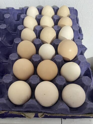 kənd yumurtası qiyməti 2025: Xarkov yumurtasi 1,50 azndi — 1
