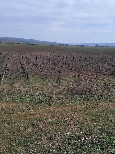 1 hektar nece sotdur: Kənd təsərrüfatı — 5